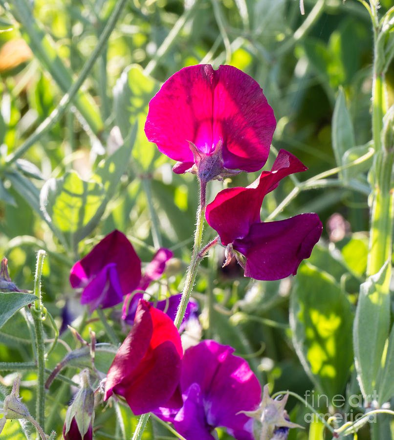Wild Sweet Peas 3382-2 Photograph by Stephen Parker