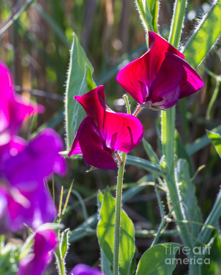 Wild Sweet Peas 3410 Photograph by Stephen Parker