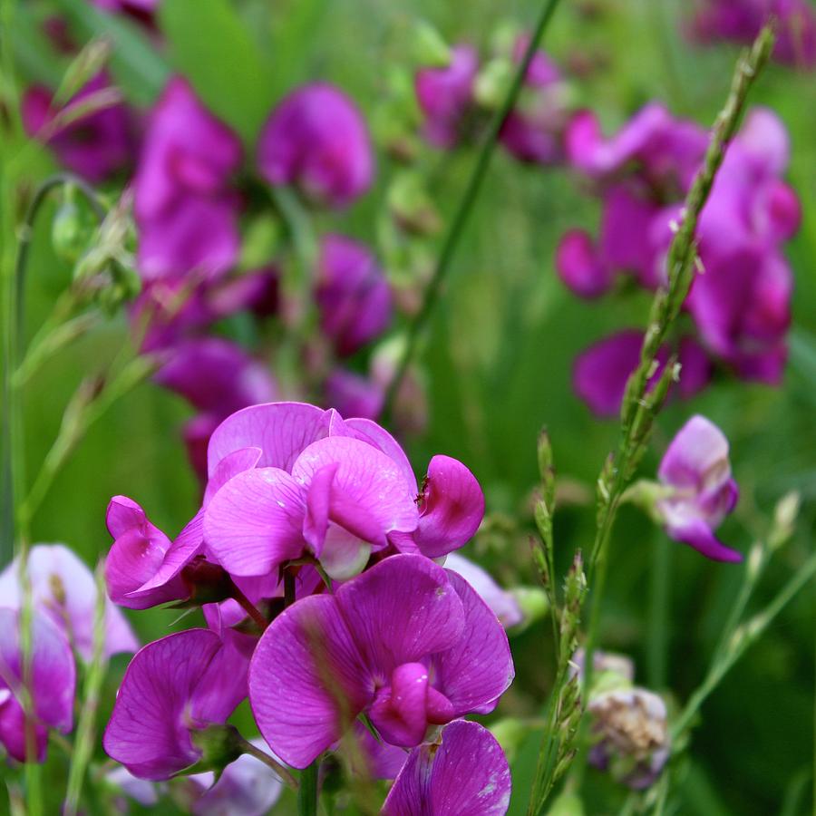 Wild Sweet Peas Off HWY 29 BUS Photograph by M E