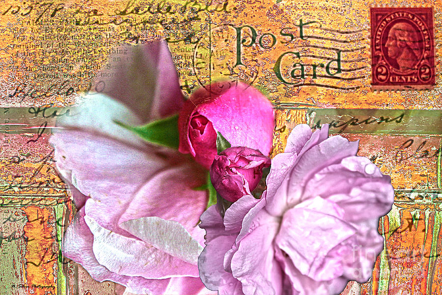 Wild Tea Roses on Vintage Detroit Postcard Photograph by Nina Silver