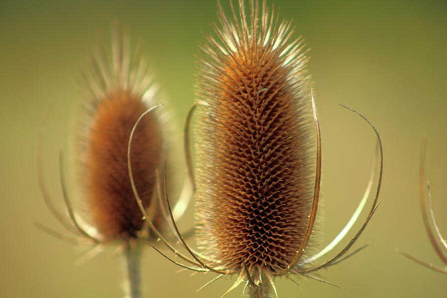 Wild Teasel Photograph by Bruce Patrick Smith