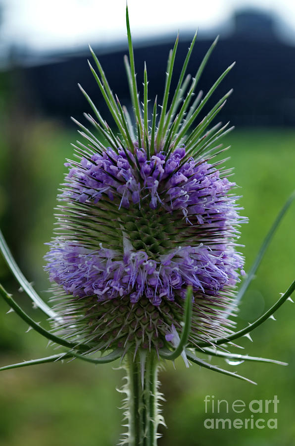Wild Teasel Photograph by Michelle Meenawong