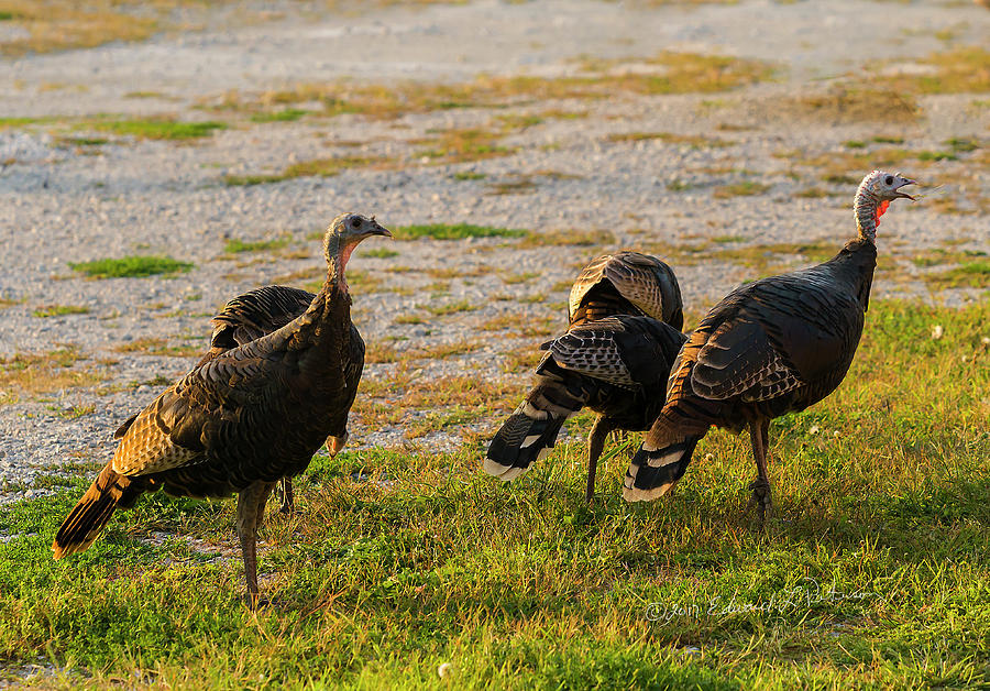 Wild Thanksgiving Turkey Photograph by Ed Peterson