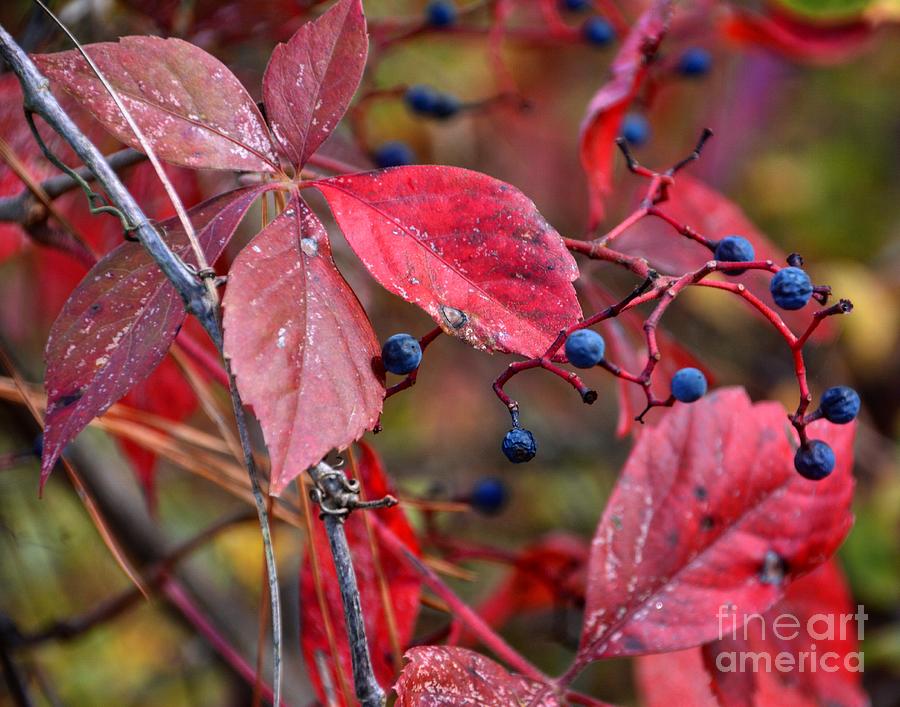 Leaves and berries-wild things Photograph by Adrian De Leon Art and Photography
