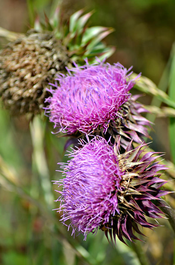 Wild Thistle  Photograph by Ally  White