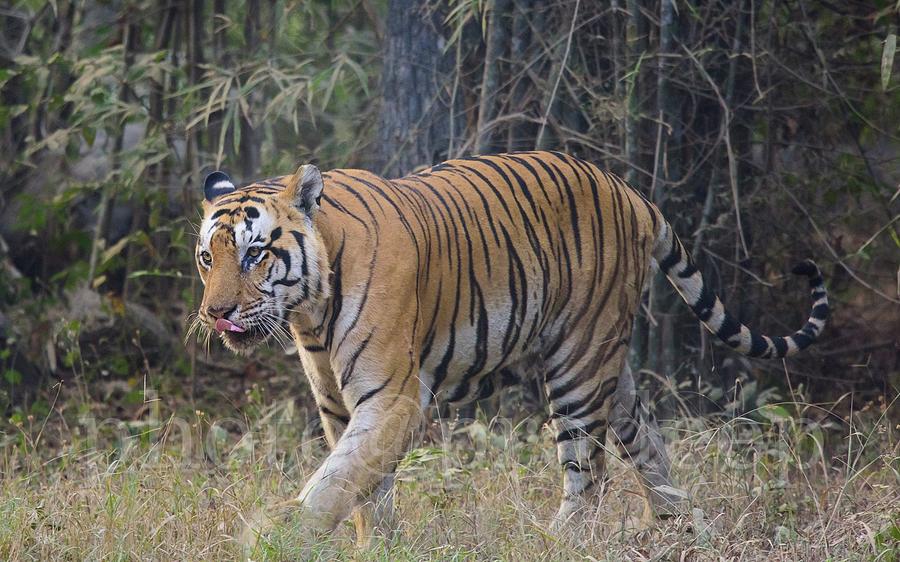 Wild Tiger Photograph by Karishma Shitole - Fine Art America