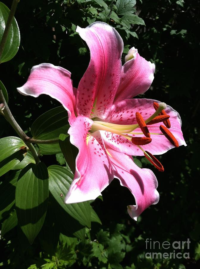 Wild Tiger Lily Photograph by Mary Cullen