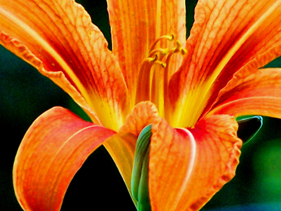 Wild Tiger Lily Photograph by Steven Huszar