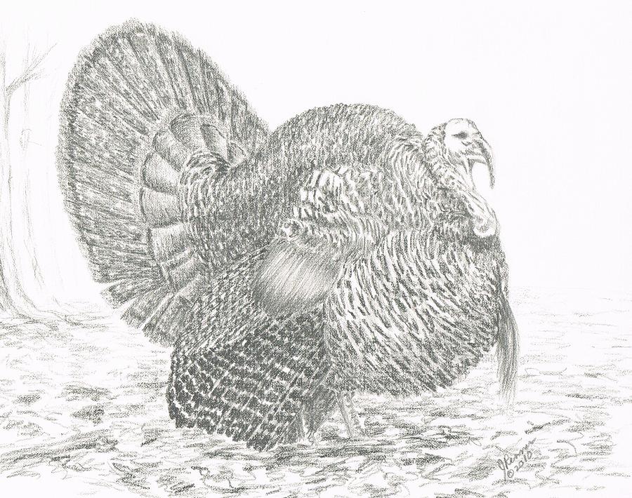 Wild Tom Turkey Drawing by Joann Renner Pixels