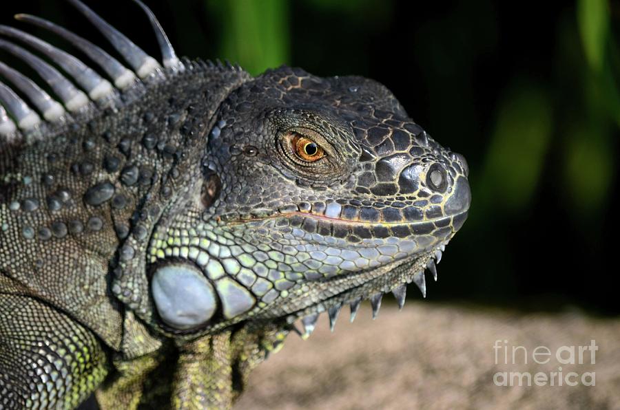 Wild tropical iguana with scales and spikes on body Singapore Photograph by Imran Ahmed