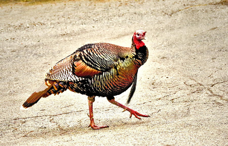 Wild Turkey Strutting Close Up Photograph by Joyce Dickens