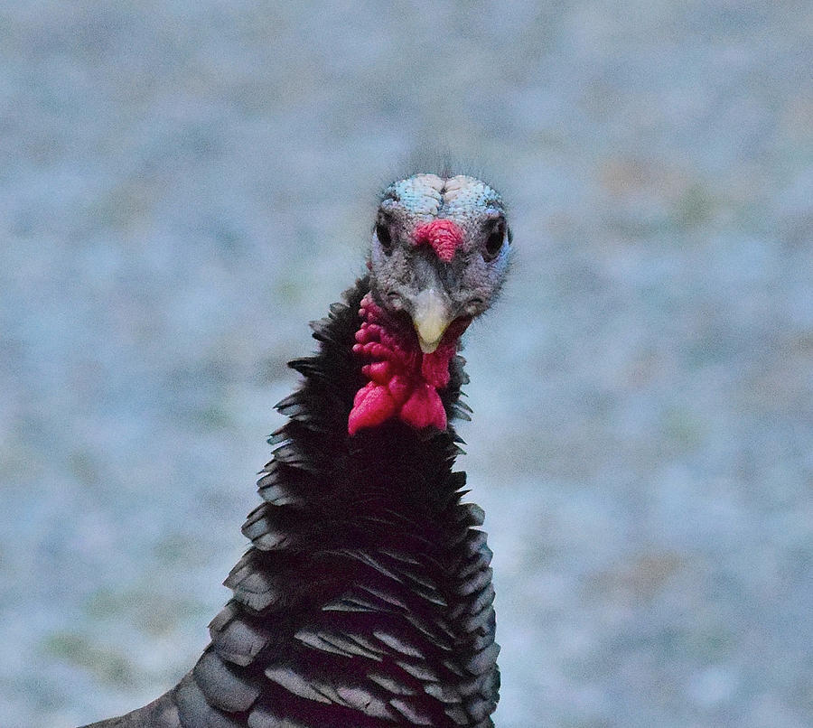 Wild Turkey - 1 Photograph