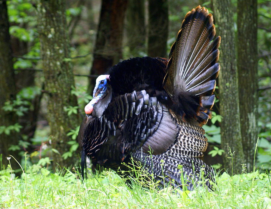 Wild Turkey 1 Photograph by Marty Koch