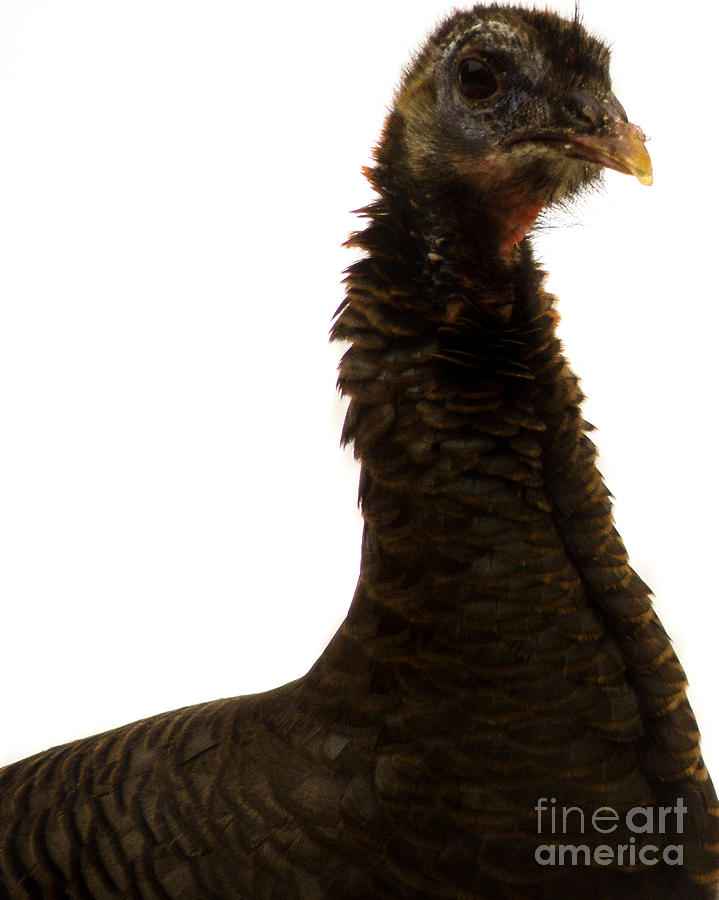 Wild Turkey 1 Photograph by Mim White