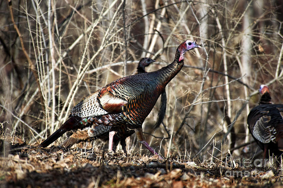 Gobbler Photograph - wild Turkey 2 by David Arment