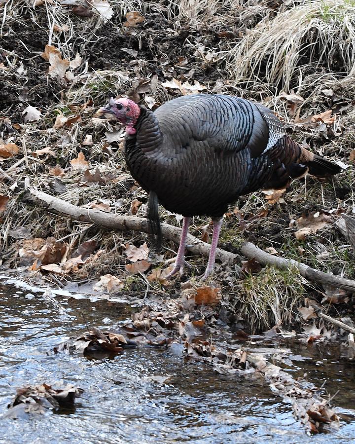 Wild Turkey at Waters Edge Photograph by Michael Peychich