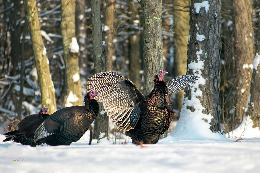 Wild Turkey Photograph by Christina Rollo