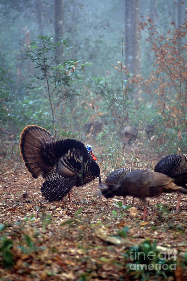 Wild turkey Photograph by David Campione