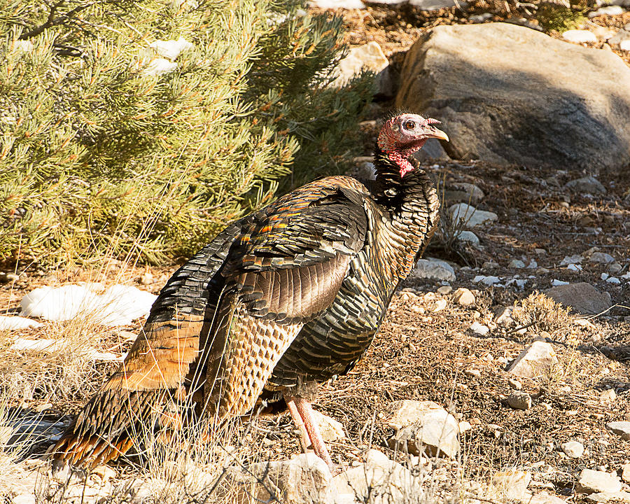 Wild Turkey Photograph by Dennis Hammer
