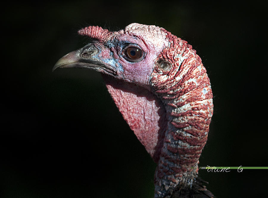 Wild Turkey Photograph by Diane Giurco