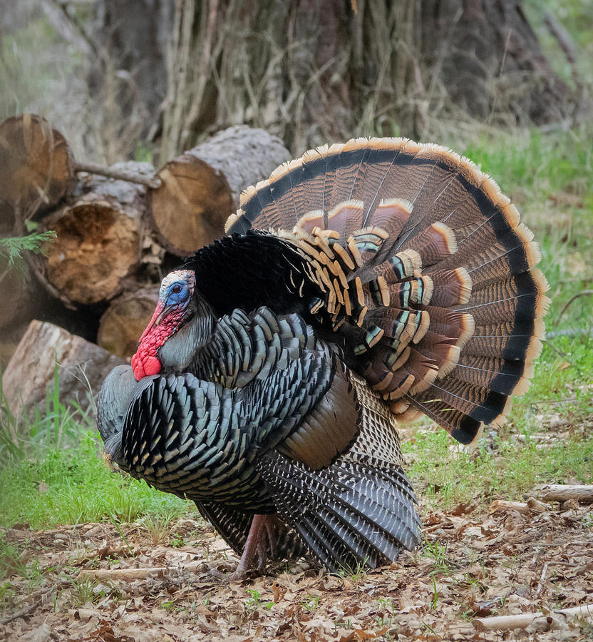 Wild Turkey Photograph by Elizabeth Waitinas
