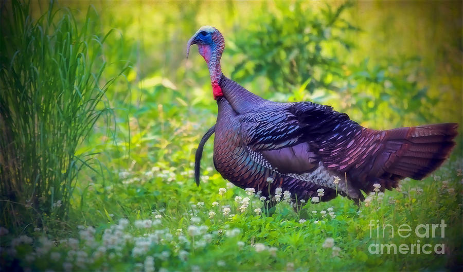 Wild Turkey  Photograph by Elizabeth Winter