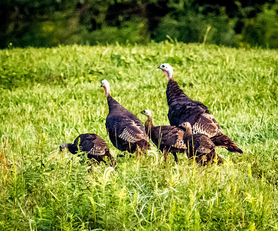 Bird Photograph - Wild Turkey Family by Travis Boyd