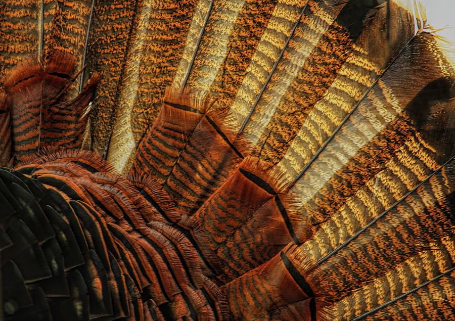 Wild Turkey Fan Abstract  Photograph by Dale Kauzlaric