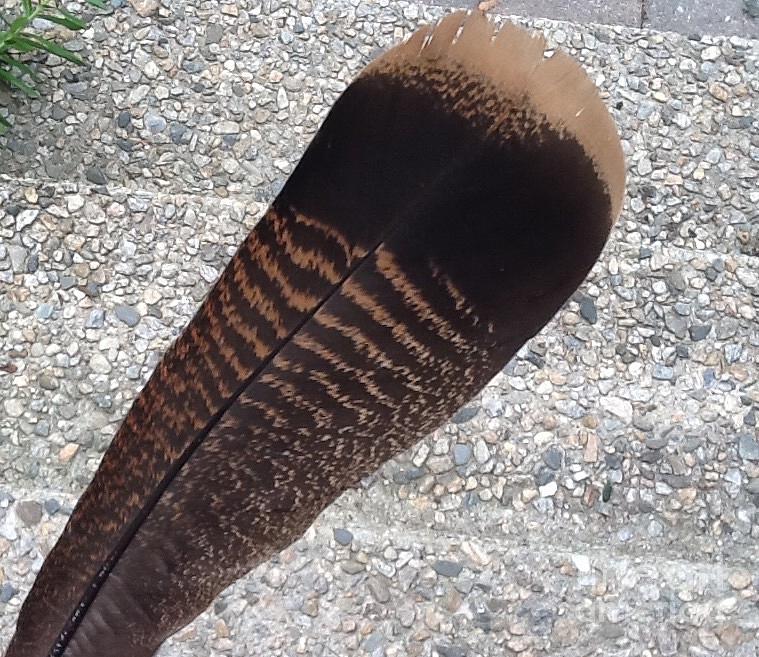 List 96+ Pictures what does a wild turkey feather look like Completed