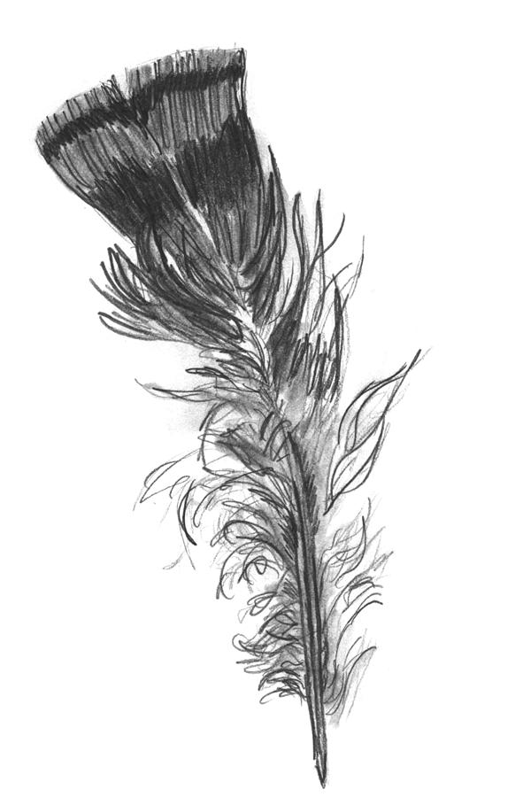 feather with birds drawing