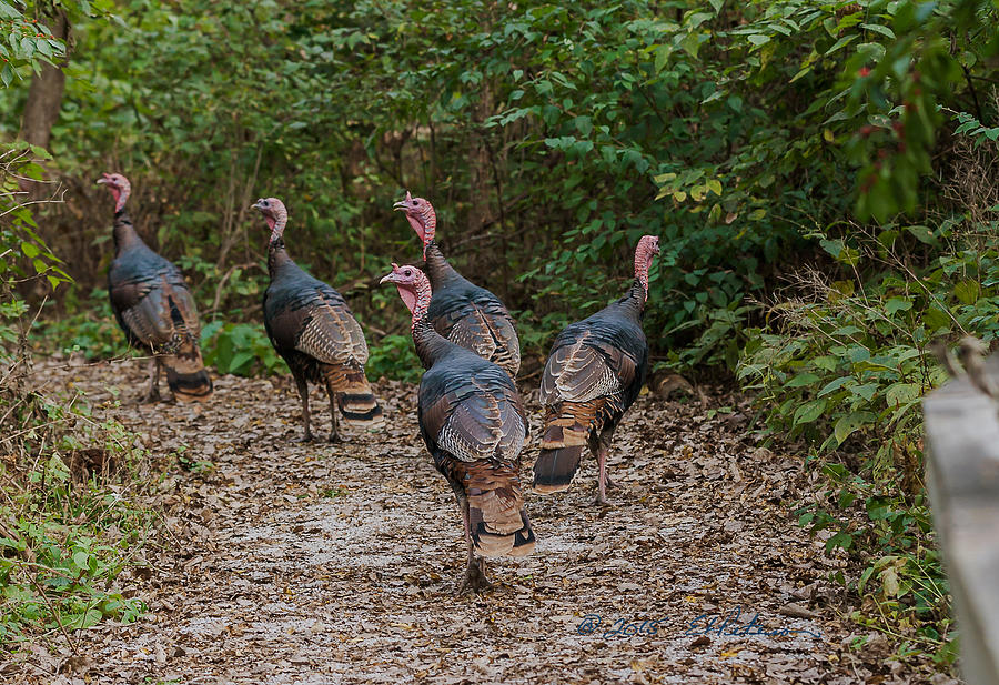 Wild Turkey Flock Photograph by Ed Peterson
