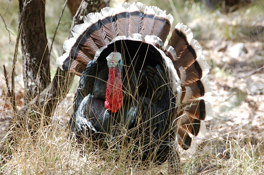 Wild Turkey by Frank Stallone Wild Turkey by Frank Stallone