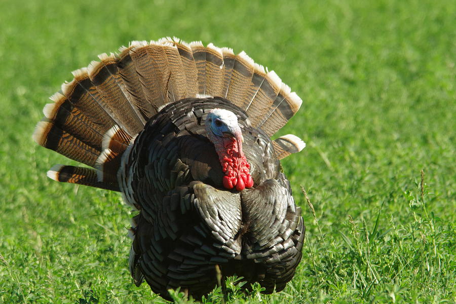 Turkey Photograph - Wild Turkey Gobbler by Jeff Swan