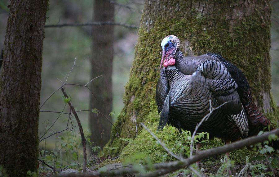 Mountain Photograph - Wild Turkey Great Smoky Mountains National Park by Brian M Lumley