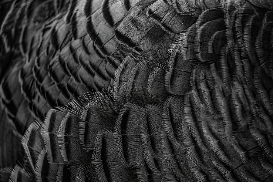 Wild Turkey Hen Feather Abstract Black and White Photograph by Dale Kauzlaric