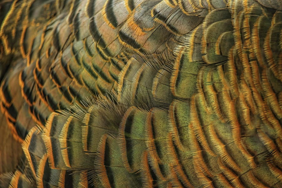 Wild Turkey Hen Feather Abstract Photograph by Dale Kauzlaric