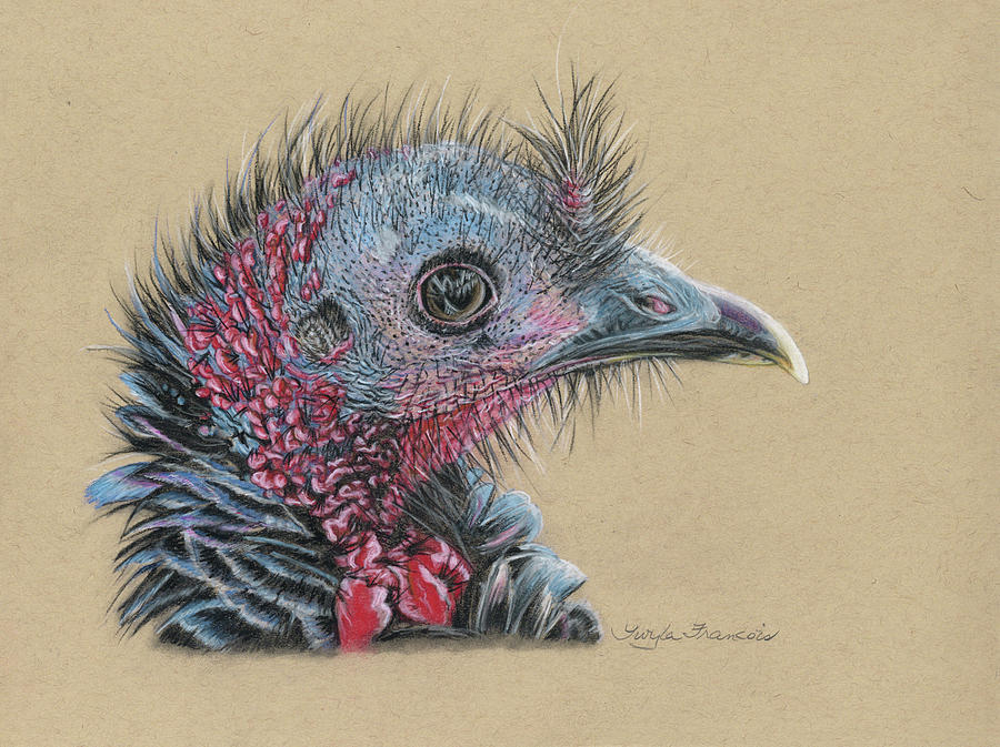 Wild Turkey Hen Drawing by Twyla Francois