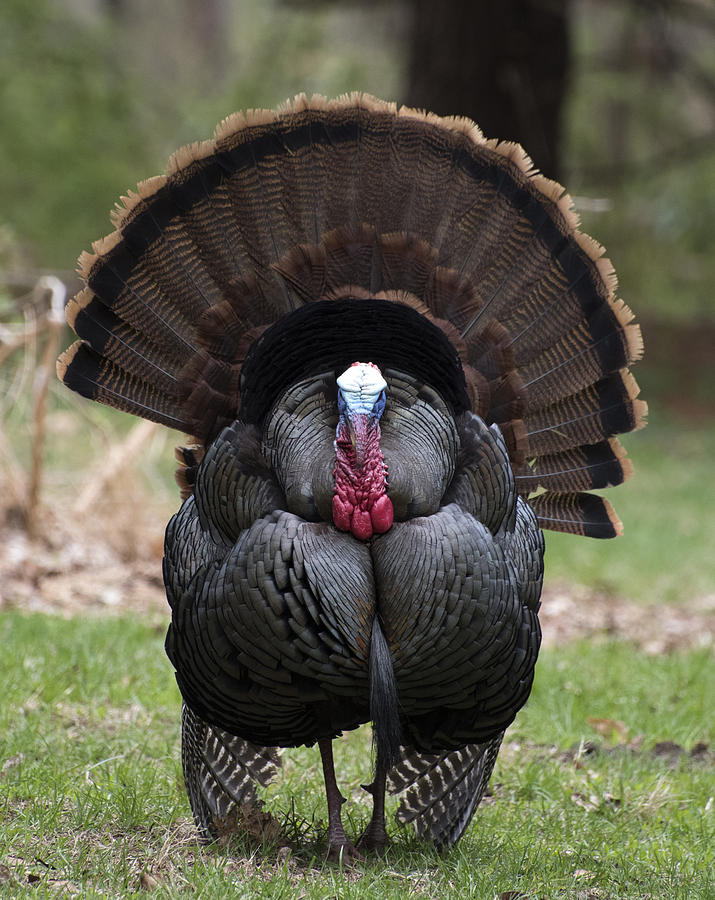 Wild Turkey in all its glory Photograph by Paul Ross