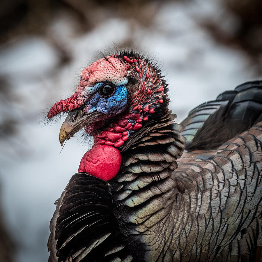 Wild Turkey In color Photograph by Paul Freidlund