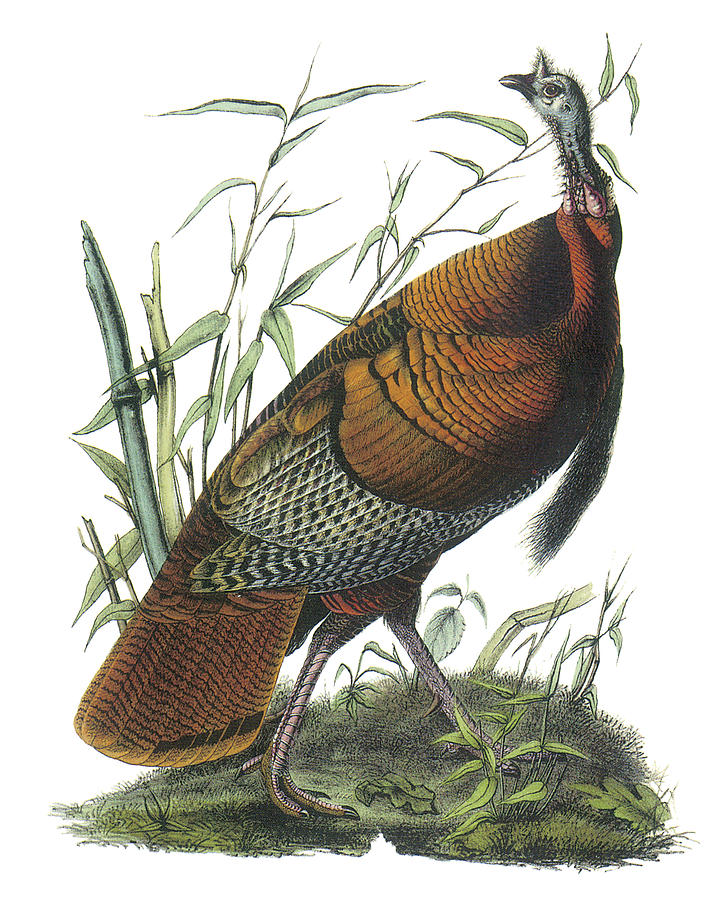 Wild Turkey Painting by John James Audubon - Pixels