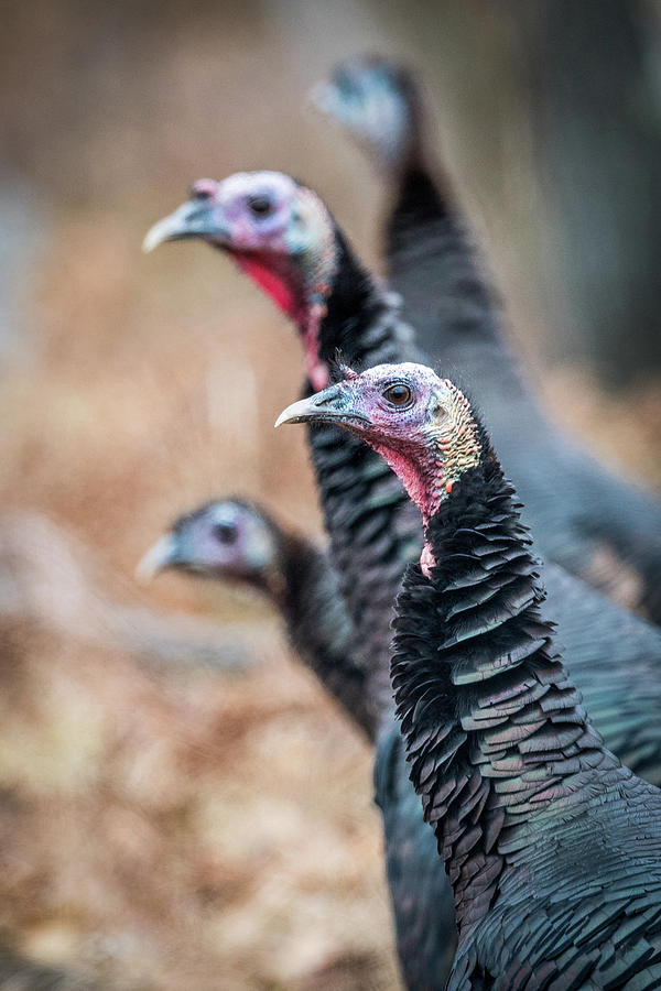 Wild Turkey Lineup Photograph by Paul Freidlund