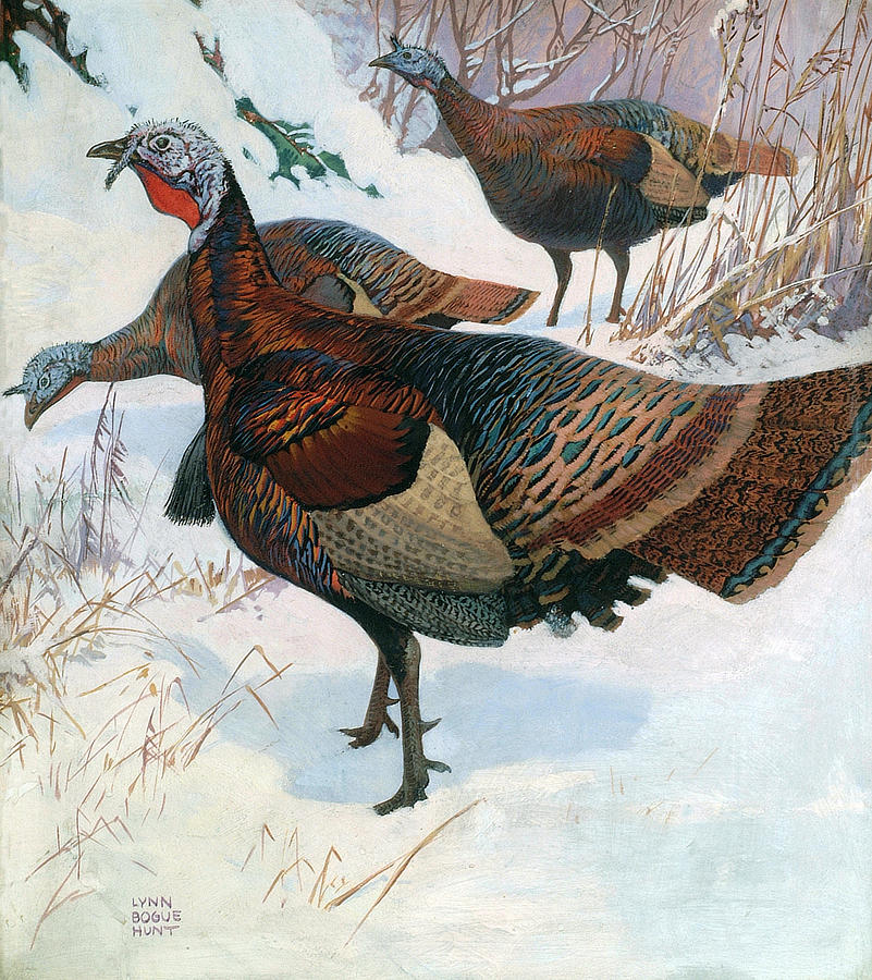 Wild Turkey Painting by Lynn Bogue Hunt