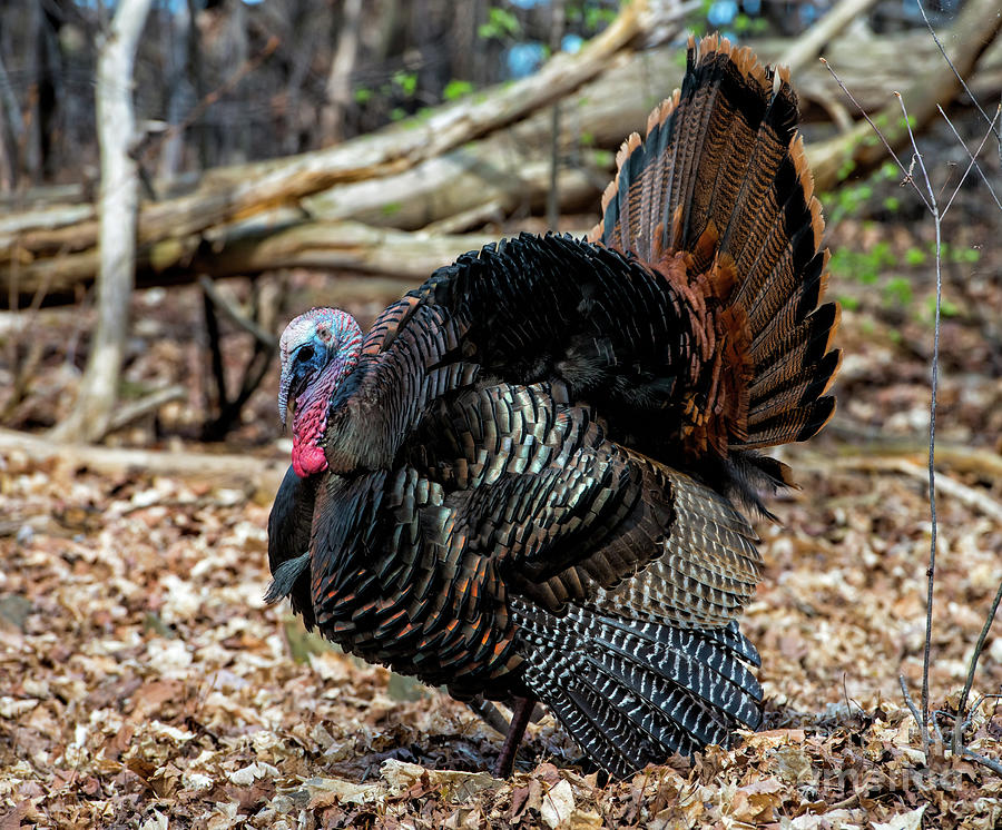 Wild Turkey - Male Photograph