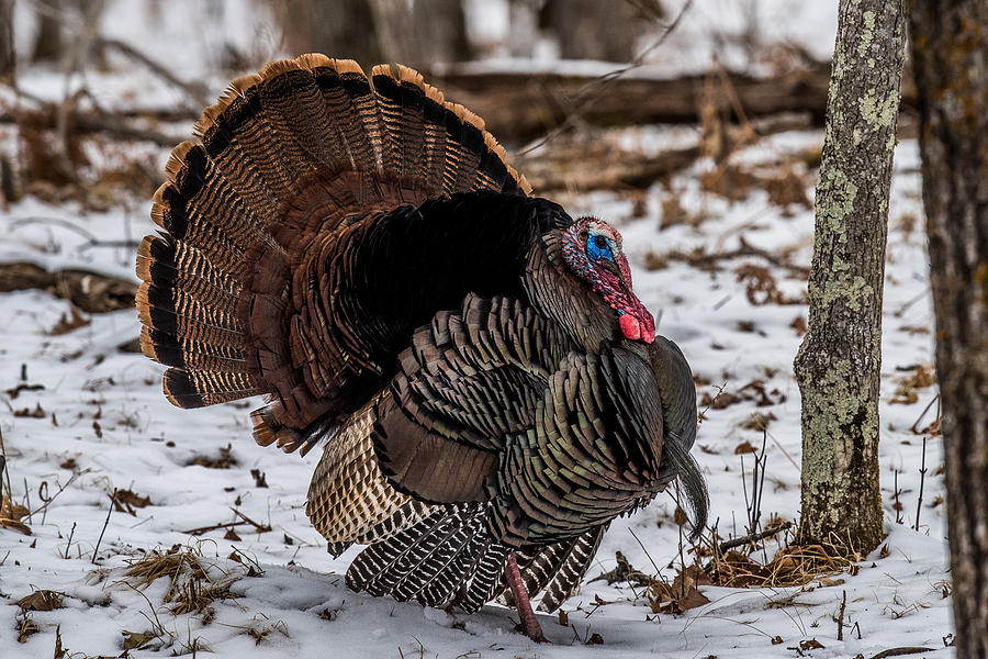 Wild Turkey Photograph by Paul Freidlund