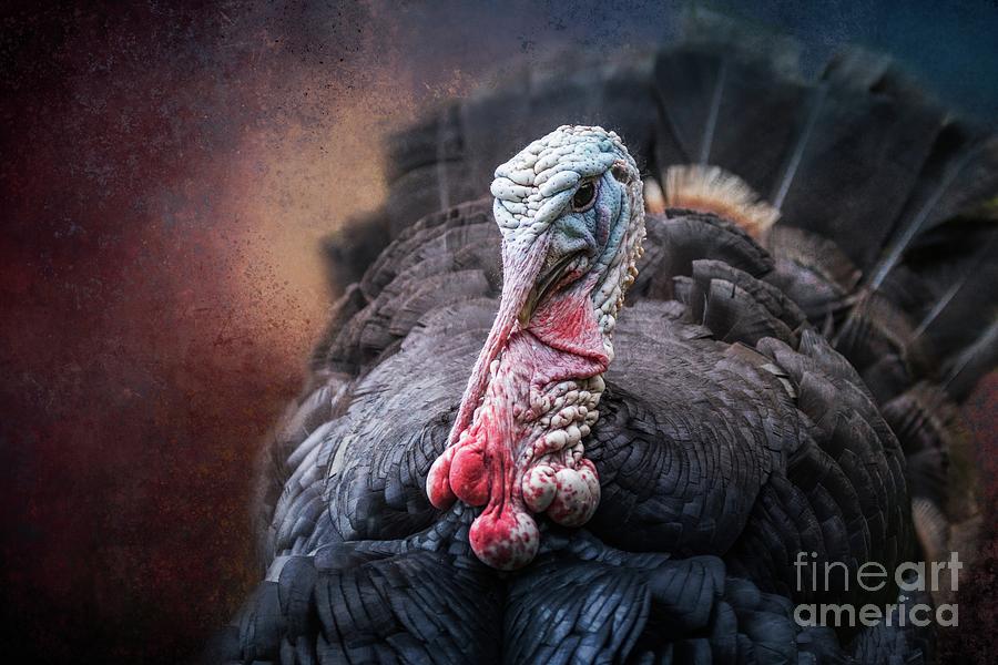 Wild Turkey Portrait Photograph by Eva Lechner