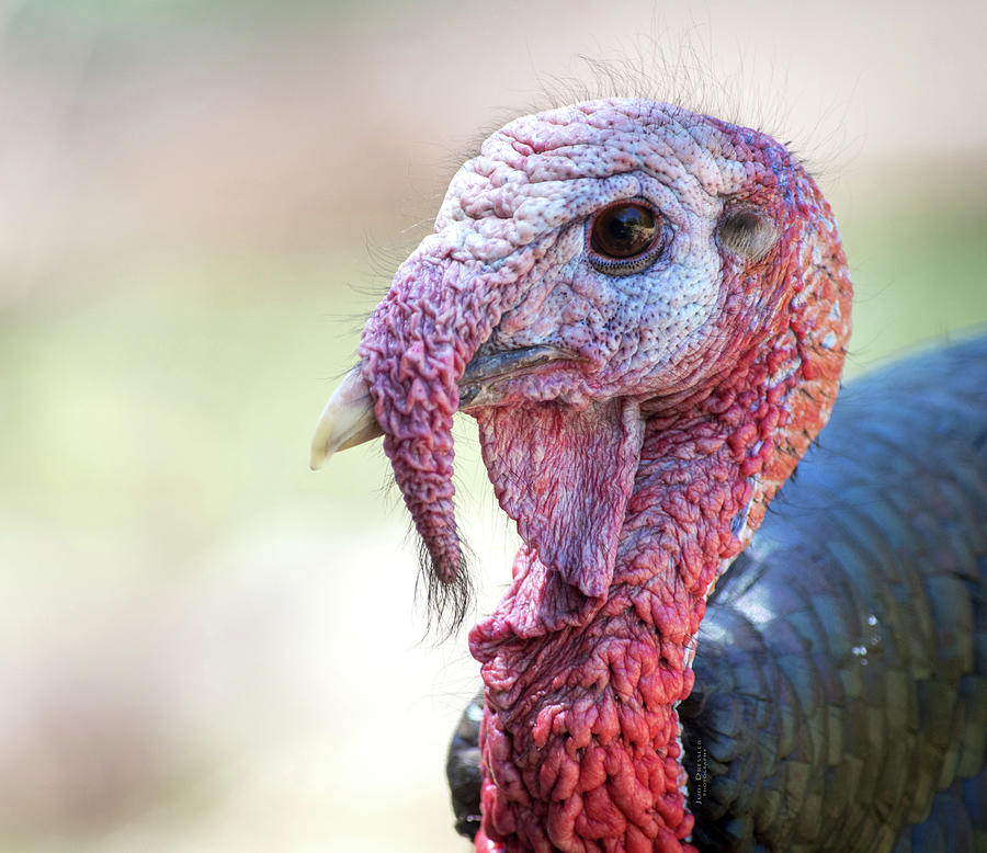 Wild Turkey Portrait Photograph by Judi Dressler