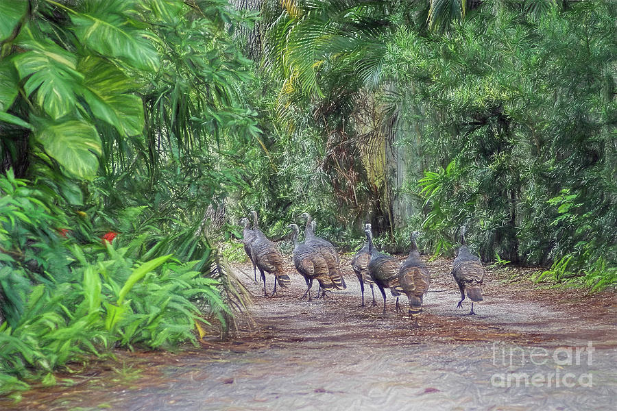 Wild Turkey Promenade  Photograph by Olga Hamilton