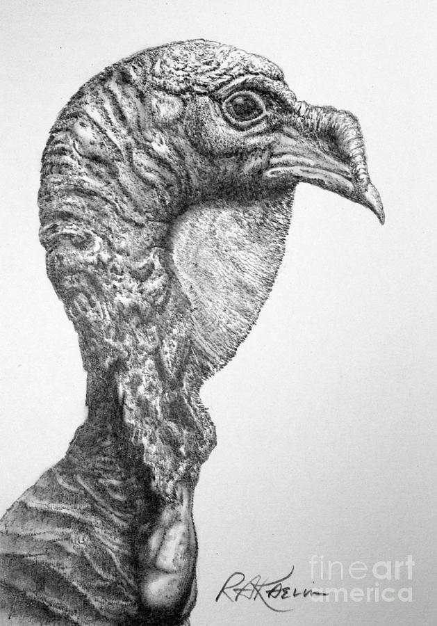 Drawing of domestic turkey bird  hand sketch of adult male black and  white illustration Stock Illustration  Adobe Stock