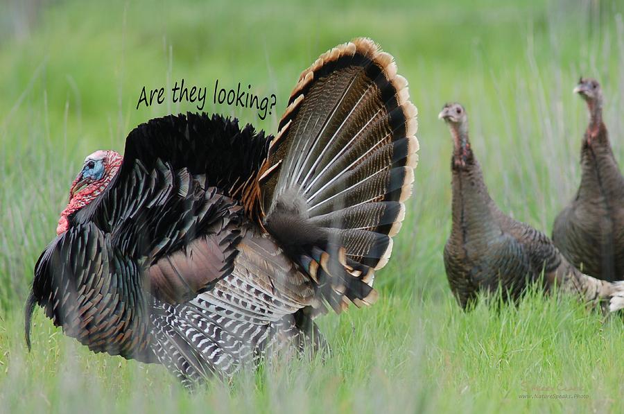 Wild Turkey said Are they Looking Photograph by Sherry Clark