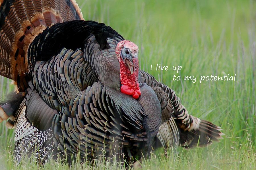 Wild Turkey said I Live Up to my Potential Photograph by Sherry Clark